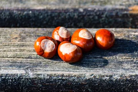 Chestnut at the Ground Stock Photos