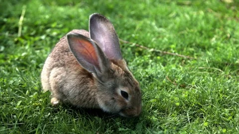 The chestnut hare eating green grass on the meadow at sunny day Видео 85569646