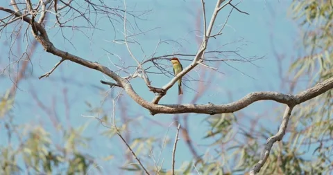 Chestnut-headed bee-eater bird perched on branch against blue sky Stock Footage 303817964