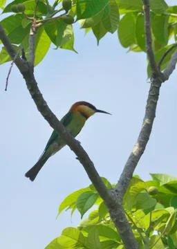 Chestnut headed bee eater bird in habitat Stock Photos