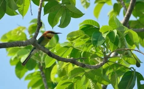 Chestnut headed bee eater bird in habitat Stock Photos