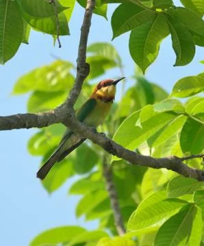 Chestnut headed bee eater bird in habitat Stock Photos