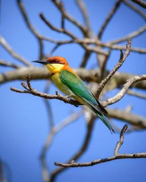 Chestnut-headed bee-eater bird portrait (Merops leschenaulti) at Yala Nationa Stock Photos