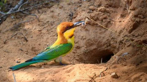 Chestnut-headed bee-eater bird with a catch going inside the tunnel, nest hol Stock Photos