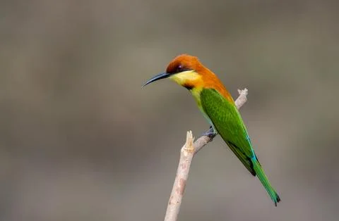 Chestnut-headed Bee-eater on the branch close up shot. Stock Photos