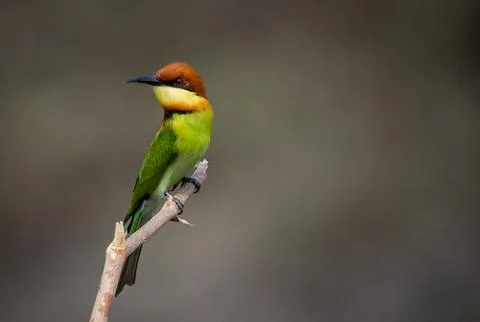 Chestnut-headed Bee-eater on the branch close up shot. Fotos Stock