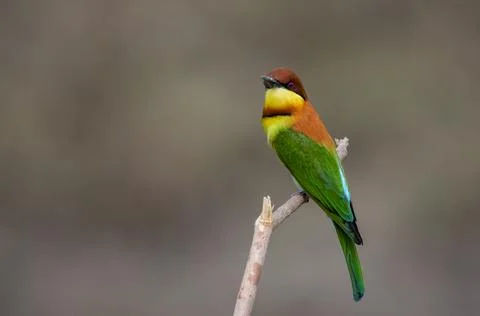 Chestnut-headed Bee-eater on the branch close up shot. Fotos Stock
