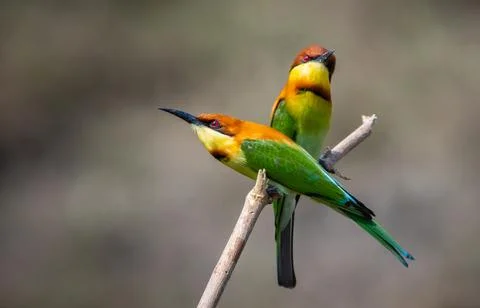 Chestnut-headed Bee-eater on the branch close up shot. Foto stock