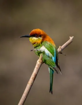 Chestnut-headed Bee-eater on the branch close up shot. Stock-Fotos