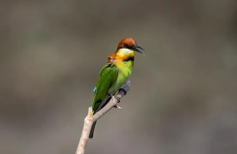 Chestnut-headed Bee-eater on the branch close up shot. 스톡 사진