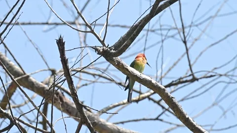 Chestnut headed bee eater on a dry tree in Tadoba national park Video stock 333676093