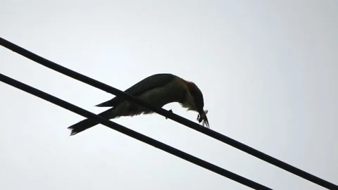 Chestnut-headed Bee-eater, Malaysia Video stock 140553643
