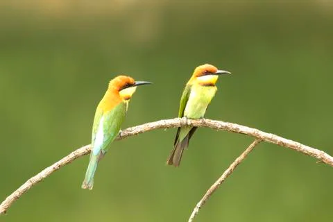 Chestnut-headed bee-eater: merops leschenaulti. Stock Photos