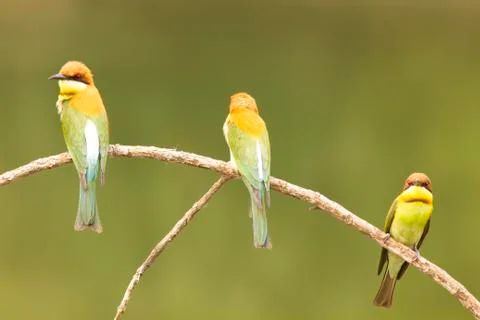 Chestnut-headed bee-eater: merops leschenaulti. Stock Photos