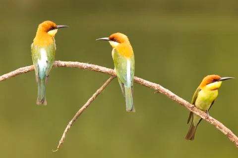 Chestnut-headed bee-eater: merops leschenaulti. Stock Photos