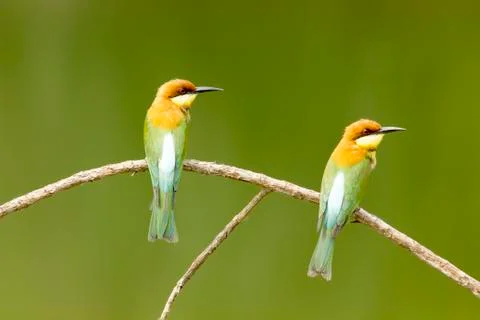 Chestnut-headed bee-eater: merops leschenaulti. Stock Photos
