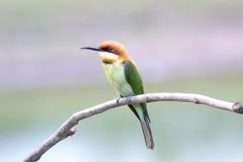 Chestnut-headed bee-eater: merops leschenaulti. Stock Photos