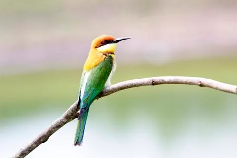 Chestnut-headed bee-eater: merops leschenaulti. Stock Photos