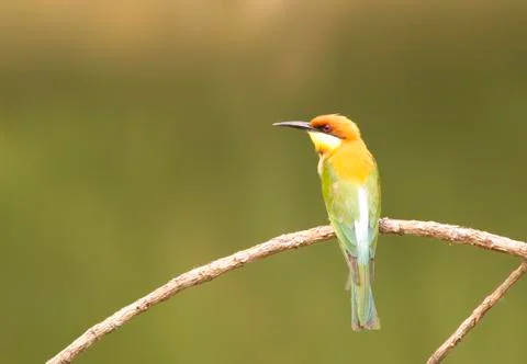 Chestnut-headed bee-eater: merops leschenaulti. Stock Photos