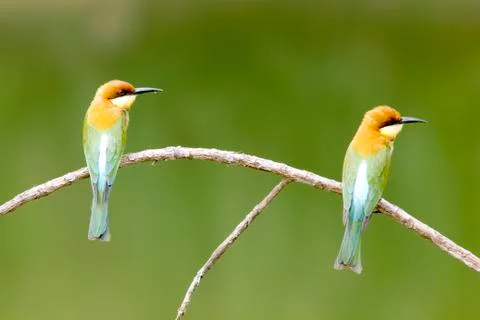 Chestnut-headed bee-eater: merops leschenaulti. Stock Photos