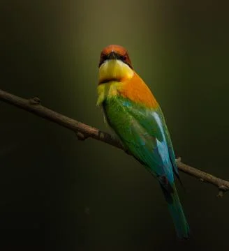 Chestnut-headed Bee-eater (Merops leschenaulti) on branch tree. Stock-Fotos