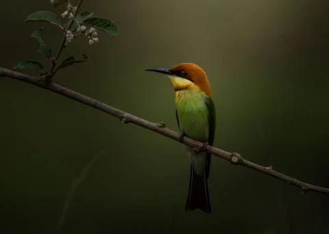 Chestnut-headed Bee-eater (Merops leschenaulti) on branch tree. Fotos Stock