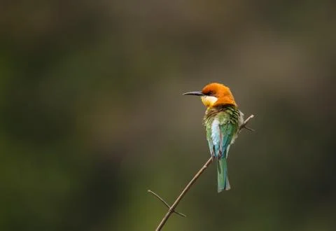 Chestnut-headed Bee-eater (Merops leschenaulti) on branch tree. 写真素材
