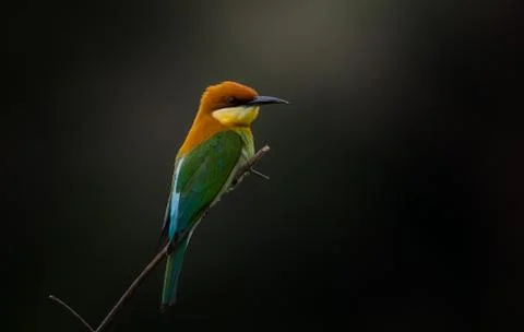 Chestnut-headed Bee-eater (Merops leschenaulti) on branch tree. Stock Photos