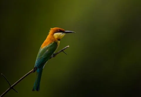 Chestnut-headed Bee-eater (Merops leschenaulti) on branch tree. Stock-Fotos