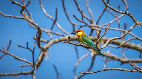 Chestnut-headed bee-eater (Merops leschenaulti) perch at Yala National Park. Stock Photos