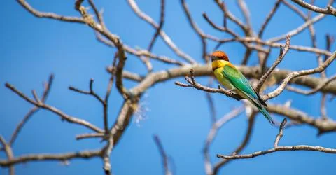 Chestnut-headed bee-eater (Merops leschenaulti) perch at Yala National Park. Stock Photos