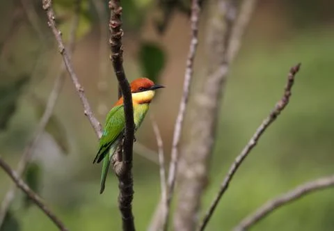The chestnut-headed bee-eater (Merops leschenaulti ), or bay-headed bee-eat.. Stock Photos