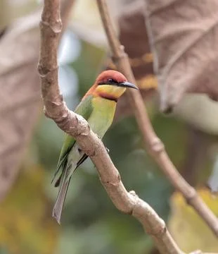Chestnut-headed bee-eater, or bay-headed bee-eater. Stock Photos
