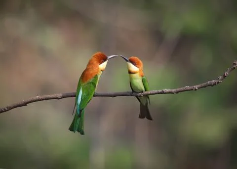 Chestnut-headed bee-eater, or bay-headed bee-eater, is a bird in the bee-ea.. Stock Photos