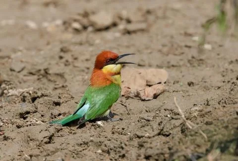 Chestnut-headed bee-eater or bay-headed bee-eater Stock Photos