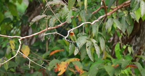 Chestnut-headed Bee-eater perched on branch in tropical forest Stock Footage 340540924
