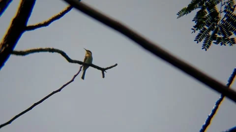 Chestnut-headed Bee-eater Perched Chirping on Branch - 4K Tropical Wildlife Video stock 346935695