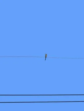 Chestnut-headed Bee-eater perched on electrical wires alone Stock Photos