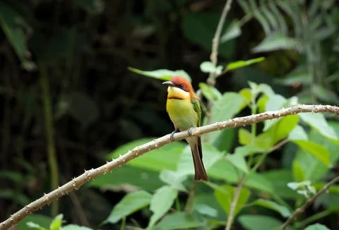Chestnut-Headed Bee-Eater Perched on Branch in Natural Habitat. Stock Photos