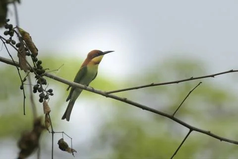 Chestnut-headed Bee-eater perched on branch in Manas National Park, Assam, .. Stock Photos