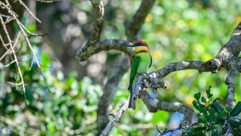 Chestnut-headed bee-eater perches on a branch in the dense forest canopy of Y Stock Photos