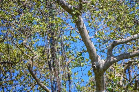 Chestnut-headed bee-eater perches on a branch in the dense foliage in Yala Na Stock Photos
