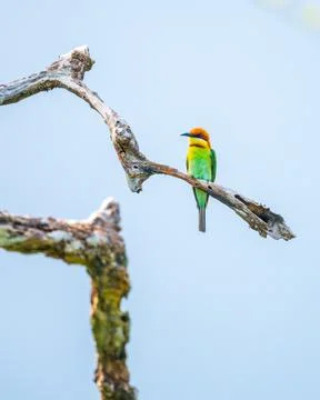 Chestnut-headed bee-eater perches on a twisted branch, vibrant plumage glowin Stock Photos