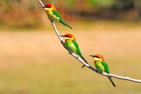 Chestnut-headed bee-eater Stock Photos