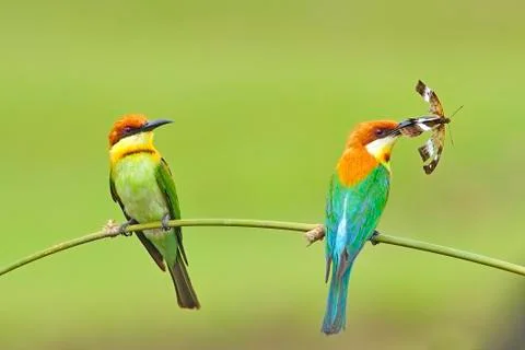 Chestnut-headed bee-eater Stock Photos