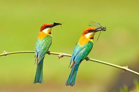 Chestnut-headed bee-eater Foto stock