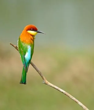 Chestnut-headed bee-eater Stock Photos