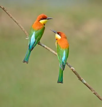 Chestnut-headed bee-eater Stock Photos