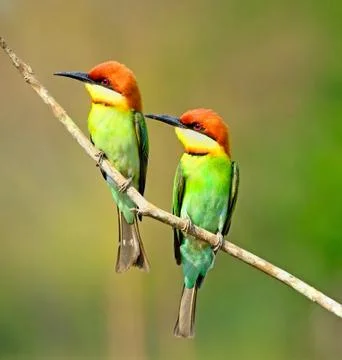 Chestnut-headed bee-eater Stock-Fotos