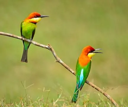 Chestnut-headed bee-eater Foto stock